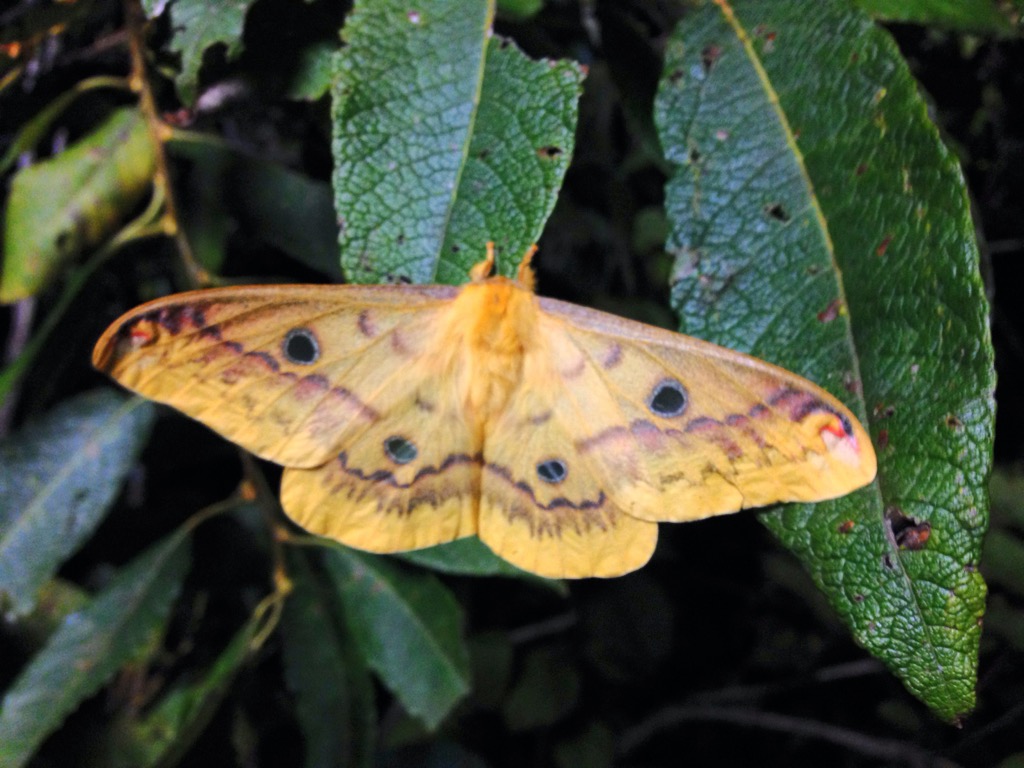 f:id:ParanticaSita:20151011043459j:plain f:id:ParanticaSita:20151011043459j:plain