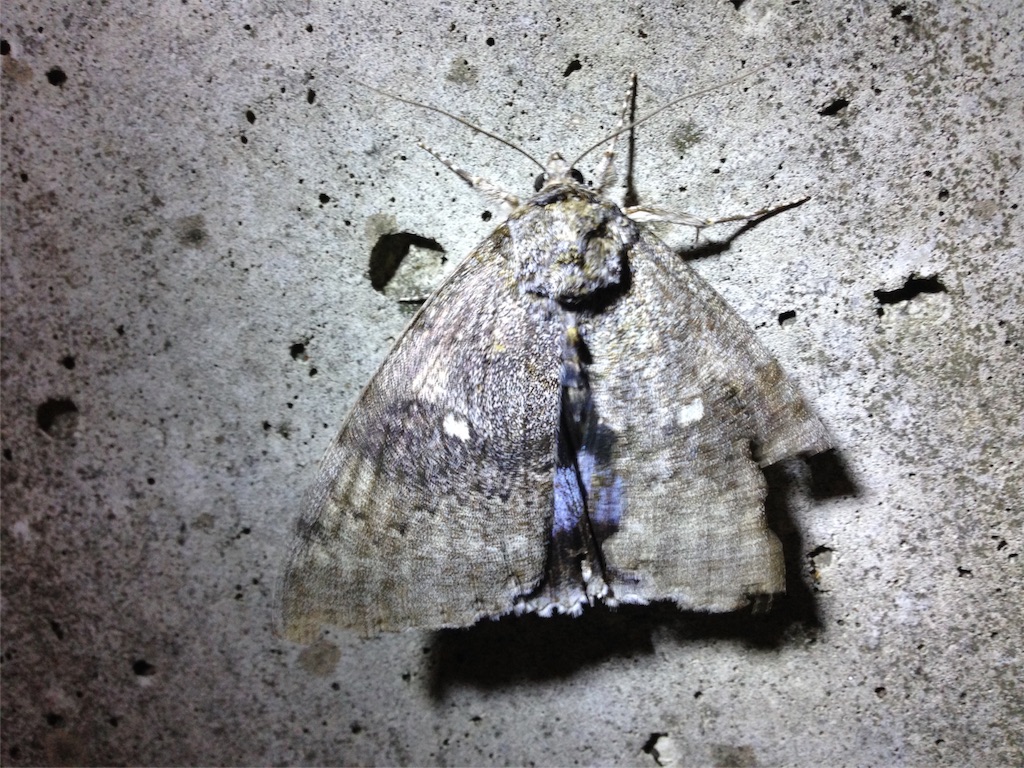 f:id:ParanticaSita:20151012141005j:image f:id:ParanticaSita:20151012141005j:image