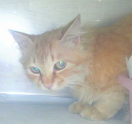 f:id:QMblog:20080522003531j:image f:id:QMblog:20080522003531j:image