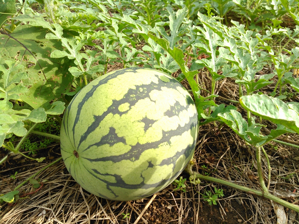 f:id:RIKORIKO:20150814194002j:plain f:id:RIKORIKO:20150814194002j:plain