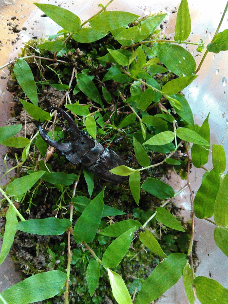 f:id:RIKORIKO:20150926141614j:plain f:id:RIKORIKO:20150926141614j:plain