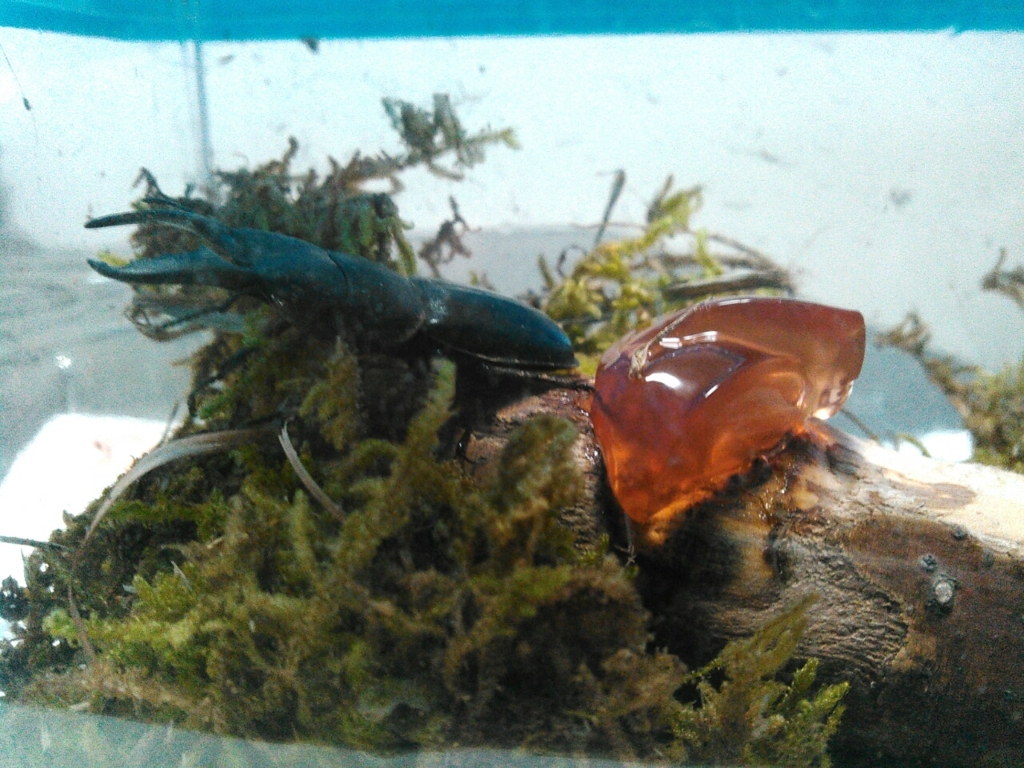 f:id:RIKORIKO:20150926141754j:plain f:id:RIKORIKO:20150926141754j:plain