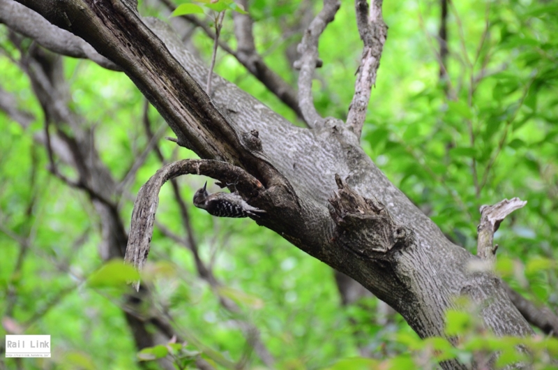 f:id:RailLink:20160522074755j:plain f:id:RailLink:20160522074755j:plain