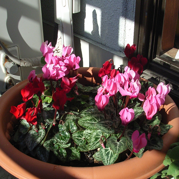 f:id:Rinta:20101223110008j:image:w300 f:id:Rinta:20101223110008j:image:w300
