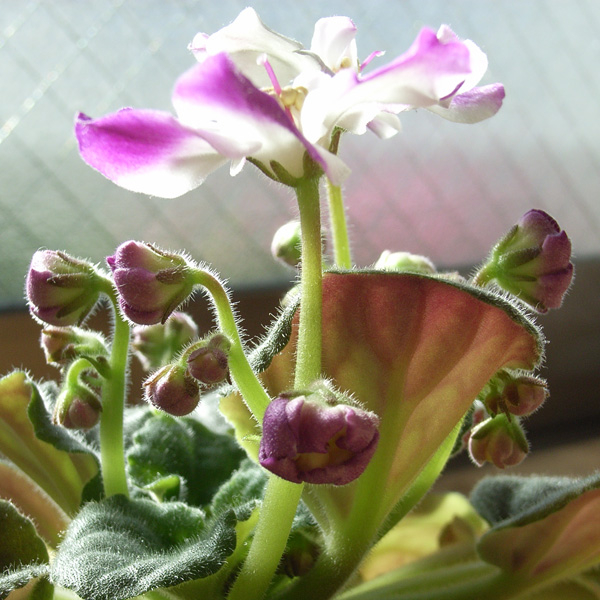 f:id:Rinta:20101223111629j:image:w300 f:id:Rinta:20101223111629j:image:w300