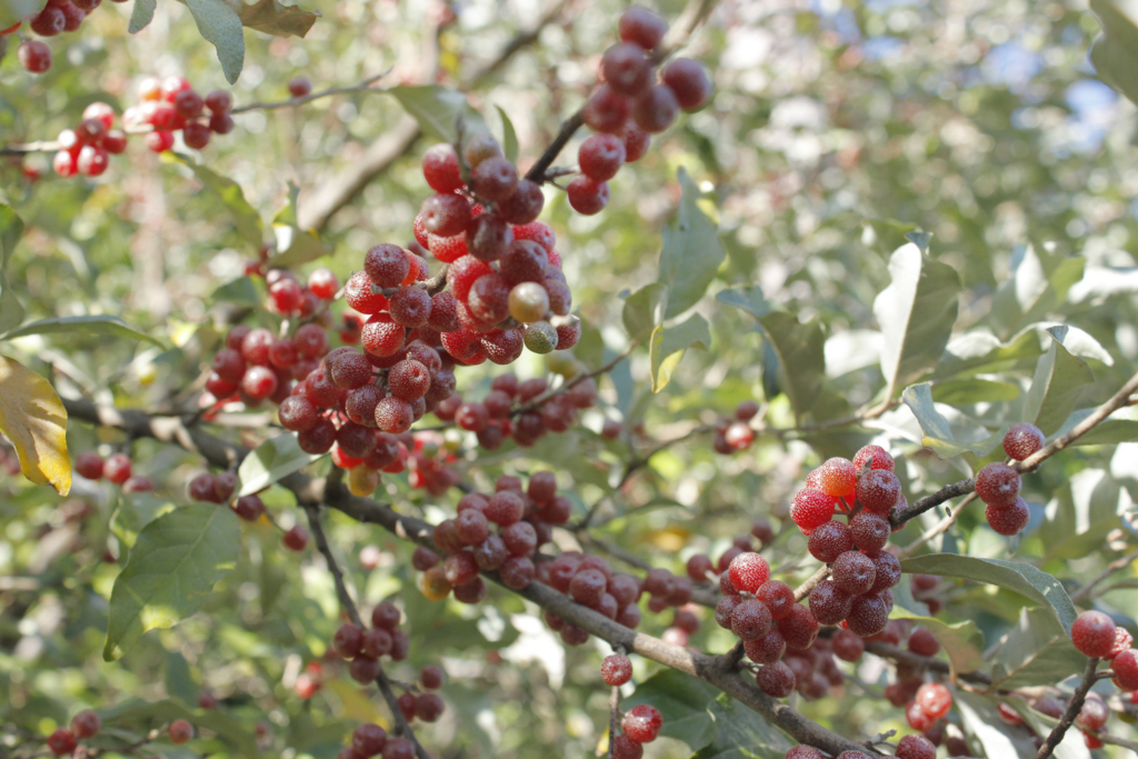 f:id:Rubus_hirsutus:20151017200513j:plain f:id:Rubus_hirsutus:20151017200513j:plain
