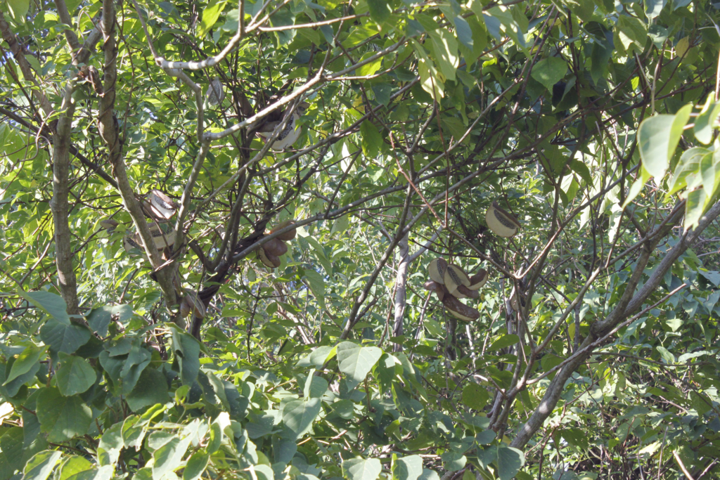 f:id:Rubus_hirsutus:20151017200526j:plain f:id:Rubus_hirsutus:20151017200526j:plain