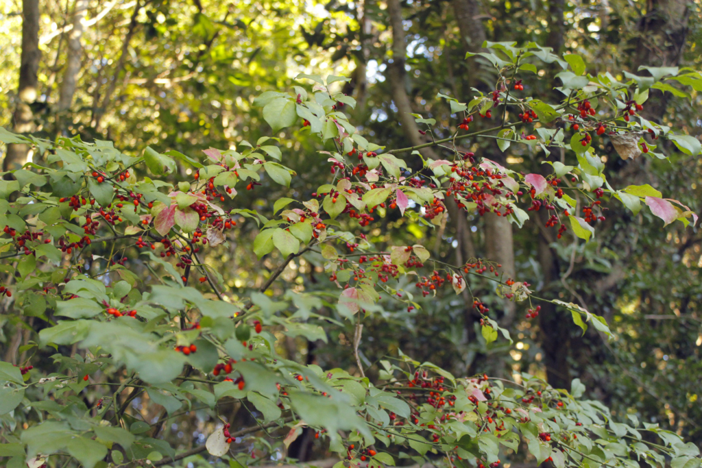 f:id:Rubus_hirsutus:20151017200541j:plain f:id:Rubus_hirsutus:20151017200541j:plain