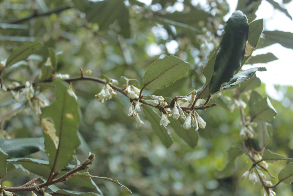 f:id:Rubus_hirsutus:20151017200556j:plain