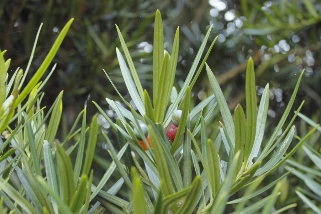 f:id:Rubus_hirsutus:20151017200609j:plain f:id:Rubus_hirsutus:20151017200609j:plain