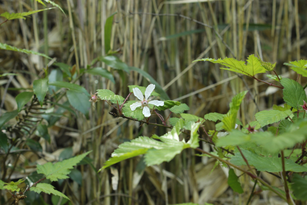 f:id:Rubus_hirsutus:20160420203454j:plain f:id:Rubus_hirsutus:20160420203454j:plain