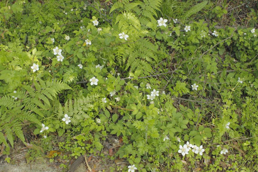 f:id:Rubus_hirsutus:20160420213218j:plain f:id:Rubus_hirsutus:20160420213218j:plain