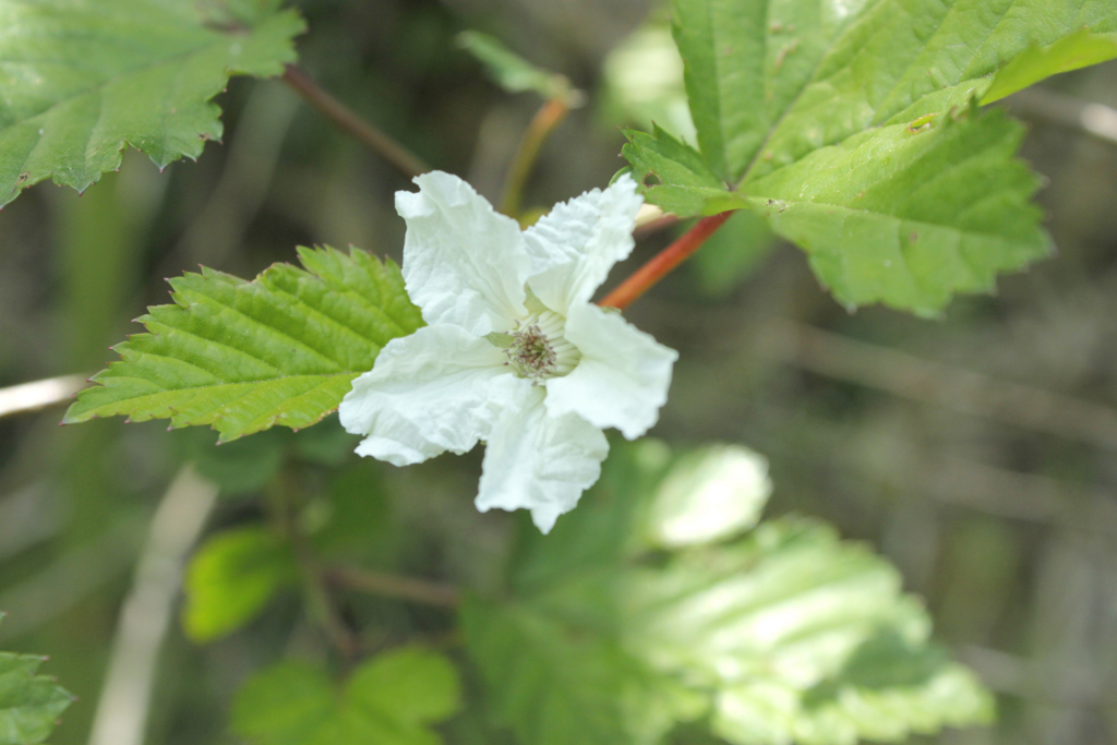 f:id:Rubus_hirsutus:20160420213854j:plain f:id:Rubus_hirsutus:20160420213854j:plain