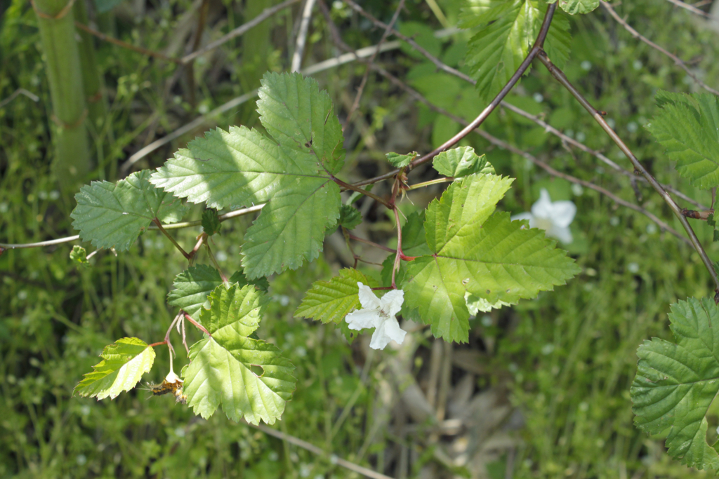 f:id:Rubus_hirsutus:20160420214238j:plain f:id:Rubus_hirsutus:20160420214238j:plain