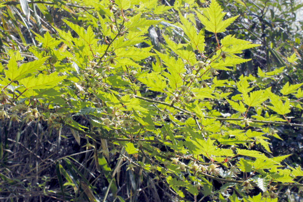 f:id:Rubus_hirsutus:20160420214515j:plain f:id:Rubus_hirsutus:20160420214515j:plain
