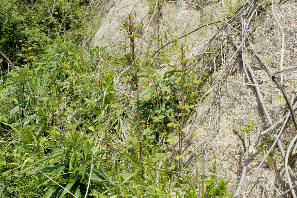 f:id:Rubus_hirsutus:20160420214932j:plain f:id:Rubus_hirsutus:20160420214932j:plain