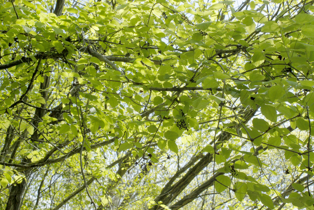 f:id:Rubus_hirsutus:20160421172045j:plain f:id:Rubus_hirsutus:20160421172045j:plain