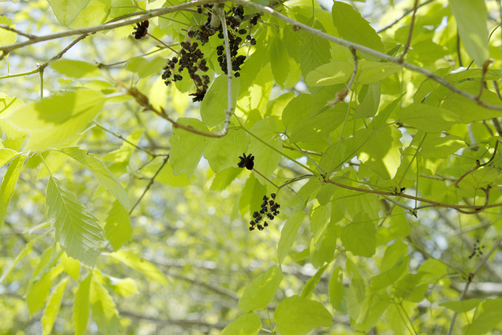 f:id:Rubus_hirsutus:20160421172313j:plain f:id:Rubus_hirsutus:20160421172313j:plain