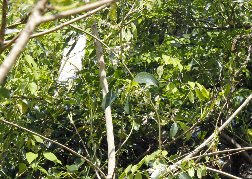 f:id:Rubus_hirsutus:20160423001114j:plain f:id:Rubus_hirsutus:20160423001114j:plain