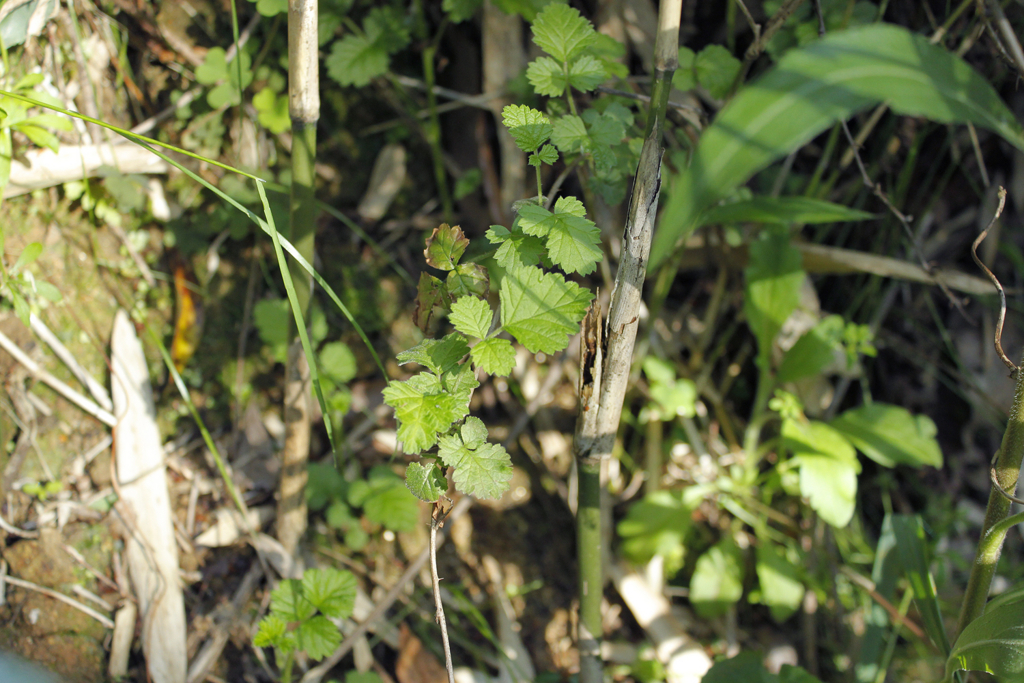 f:id:Rubus_hirsutus:20160423001347j:plain f:id:Rubus_hirsutus:20160423001347j:plain