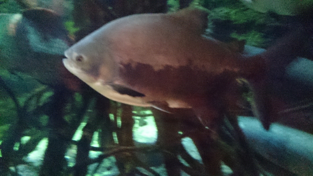 f:id:SGE-YAM:20130616173030j:plain f:id:SGE-YAM:20130616173030j:plain
