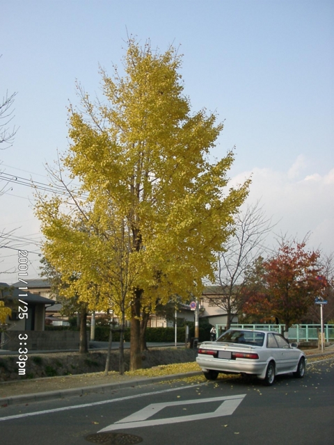 f:id:S_a_k_U:20011125153350j:image:h240