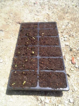 f:id:S_a_k_U:20080521114500j:image