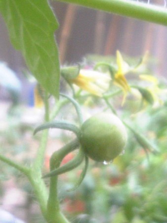 f:id:S_a_k_U:20080713191300j:image