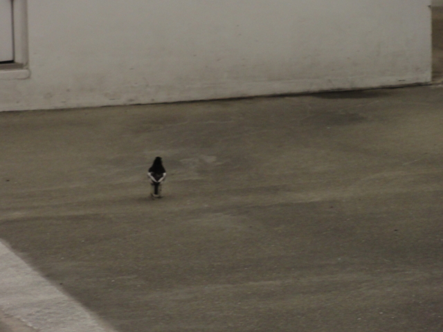 f:id:S_a_k_U:20110605184258j:image:w240