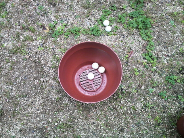 f:id:S_a_k_U:20111106150900j:image:w240