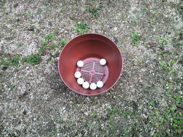 f:id:S_a_k_U:20111210143700j:image:w240