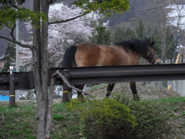 f:id:S_a_k_U:20120501173623j:image:w240