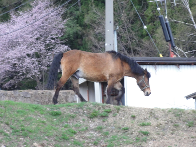 f:id:S_a_k_U:20120501173643j:image:w240