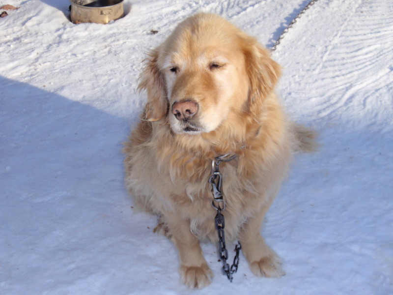 f:id:Schima:20090102084901j:image f:id:Schima:20090102084901j:image
