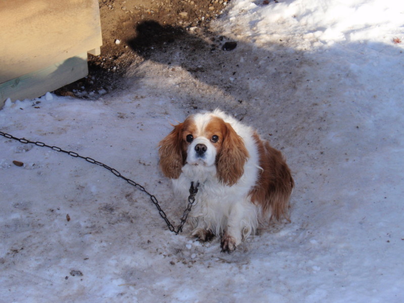 f:id:Schima:20090102084948j:image f:id:Schima:20090102084948j:image