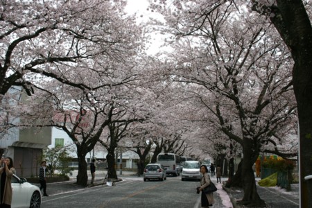 f:id:ScouseKats:20160410112255j:plain