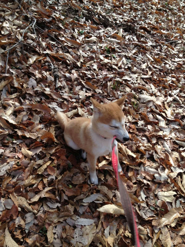 f:id:ShibaKoro:20121229112222j:plain f:id:ShibaKoro:20121229112222j:plain