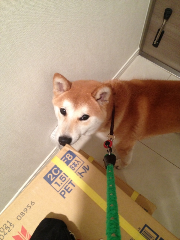 f:id:ShibaKoro:20130524182232j:plain f:id:ShibaKoro:20130524182232j:plain