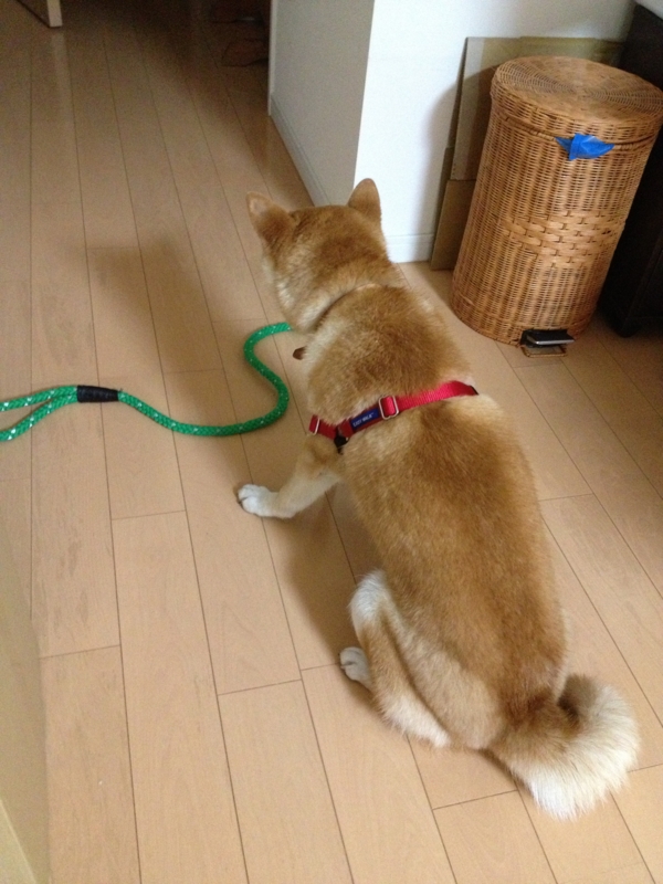 f:id:ShibaKoro:20130615182340j:plain f:id:ShibaKoro:20130615182340j:plain