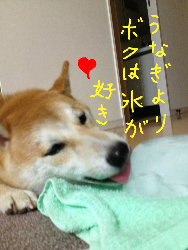 f:id:ShibaKoro:20130722215758j:plain f:id:ShibaKoro:20130722215758j:plain