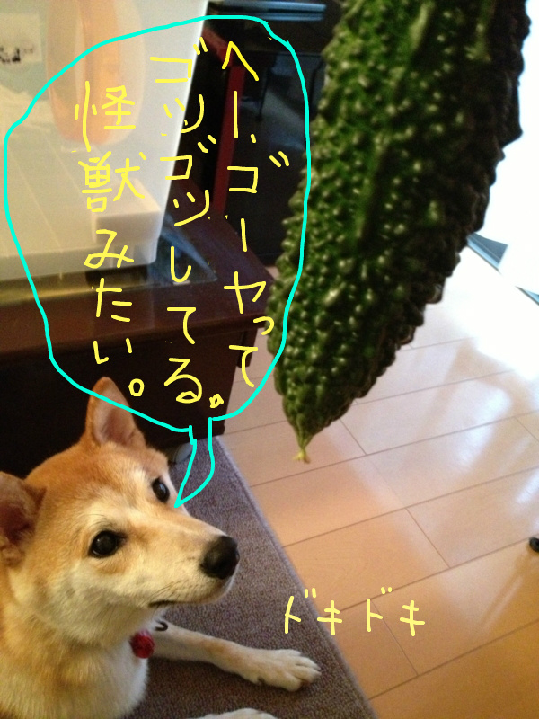 f:id:ShibaKoro:20130731231228j:plain f:id:ShibaKoro:20130731231228j:plain