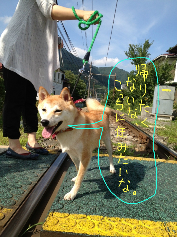 f:id:ShibaKoro:20130828221859j:plain f:id:ShibaKoro:20130828221859j:plain