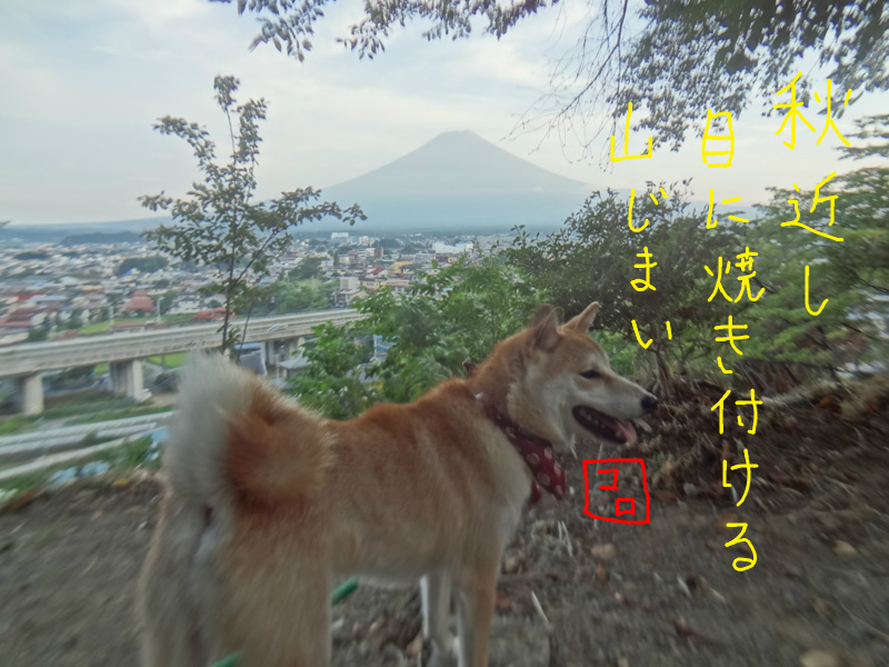f:id:ShibaKoro:20130828230847j:plain f:id:ShibaKoro:20130828230847j:plain