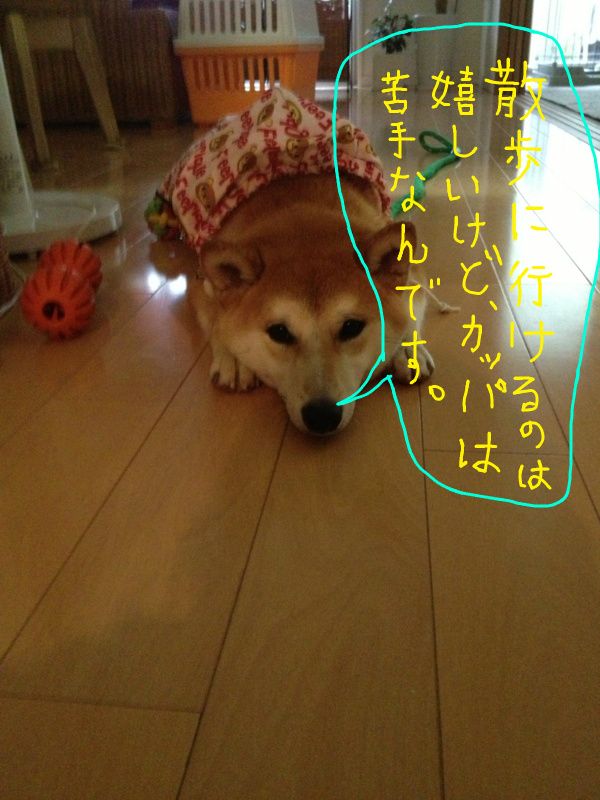 f:id:ShibaKoro:20130915224013j:plain f:id:ShibaKoro:20130915224013j:plain