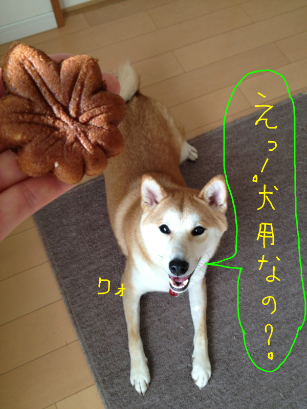 f:id:ShibaKoro:20131106222457j:plain f:id:ShibaKoro:20131106222457j:plain