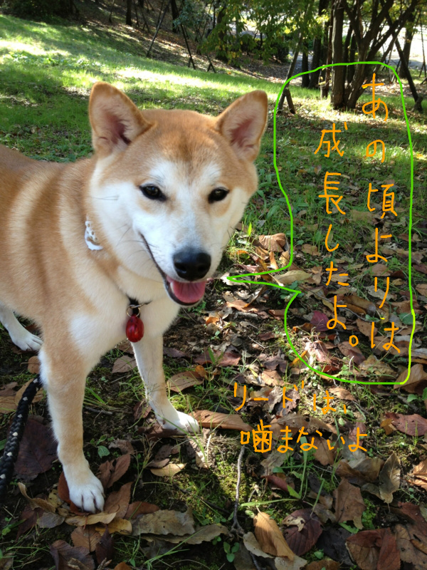 f:id:ShibaKoro:20131108222229j:plain f:id:ShibaKoro:20131108222229j:plain