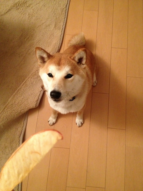 f:id:ShibaKoro:20140128205017j:plain f:id:ShibaKoro:20140128205017j:plain