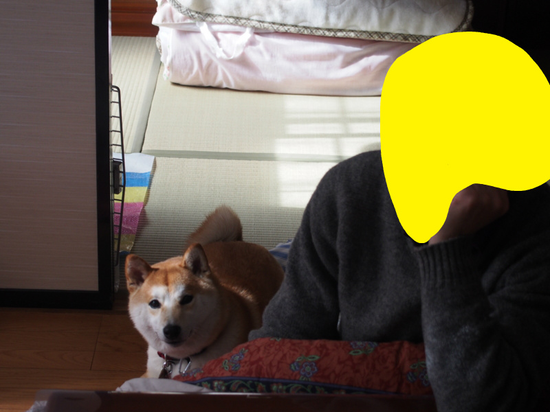f:id:ShibaKoro:20140214214830j:plain f:id:ShibaKoro:20140214214830j:plain