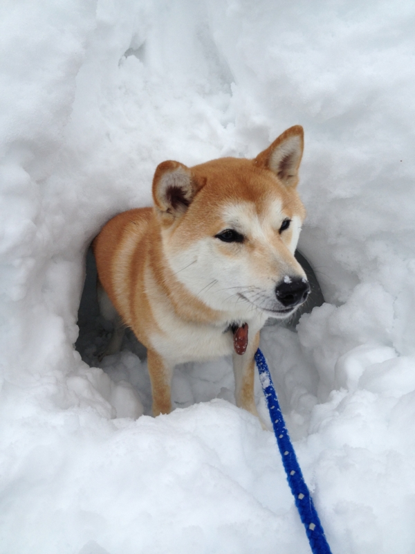 f:id:ShibaKoro:20140215131221j:plain f:id:ShibaKoro:20140215131221j:plain