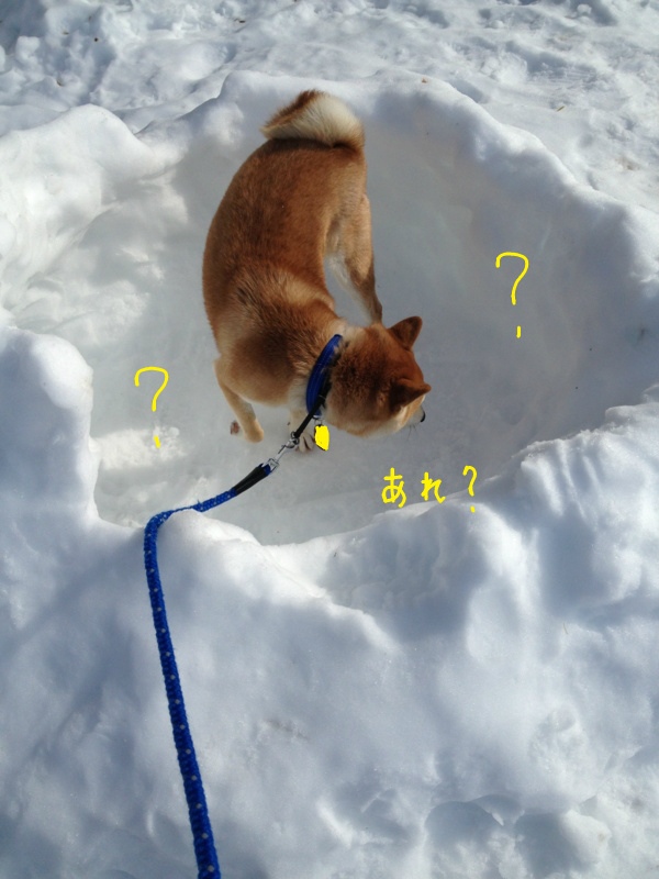 f:id:ShibaKoro:20140219222456j:plain f:id:ShibaKoro:20140219222456j:plain